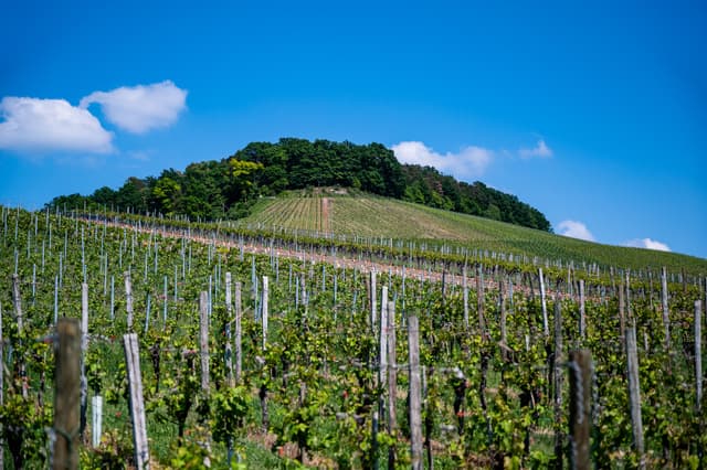 Ovogodišnja berba grožđa u Francuskoj ugrožena sušom
